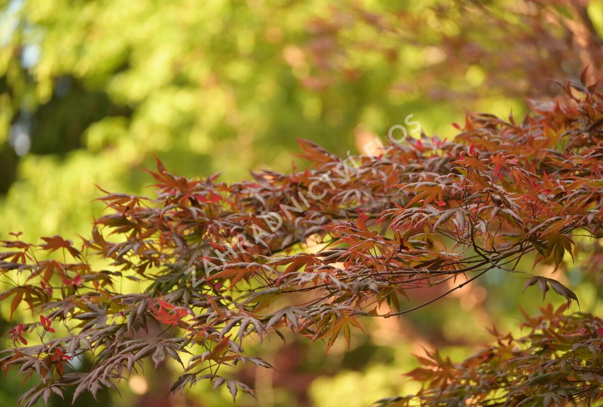 Javor dlanitolistý 'Trompenburg' - Acer palmatum 'Trompenburg'