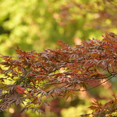 Javor dlanitolistý 'Trompenburg' - Acer palmatum 'Trompenburg'