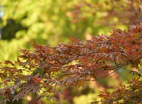 Javor dlanitolistý 'Trompenburg' - Acer palmatum 'Trompenburg'