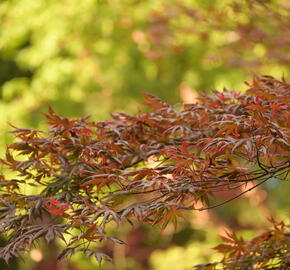 Javor dlanitolistý 'Trompenburg' - Acer palmatum 'Trompenburg'