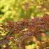 Acer palmatum 'Trompenburg'.JPG