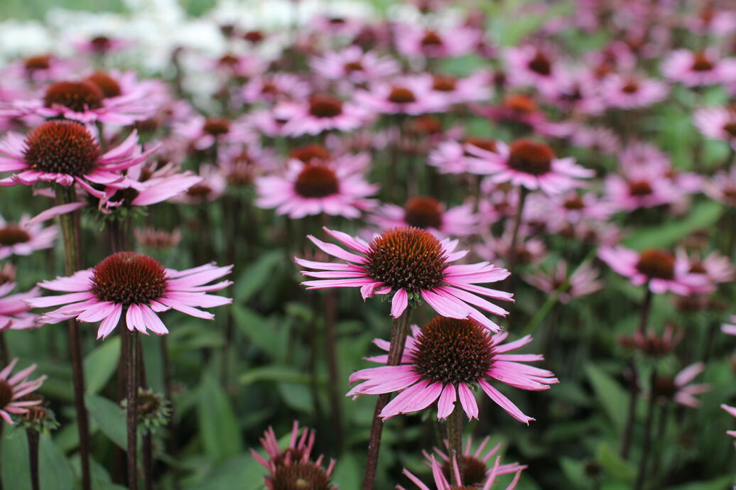 Echinacea ''Profusion''