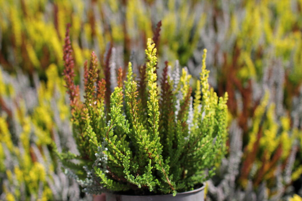 Calluna vulgaris (Sunset girls®) ''Trio Zorina, Zilly, Zeta''