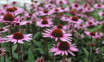 Echinacea 'Profusion'.JPG