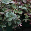 Dřín kanadský - Cornus canadensis