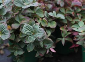 Dřín kanadský - Cornus canadensis