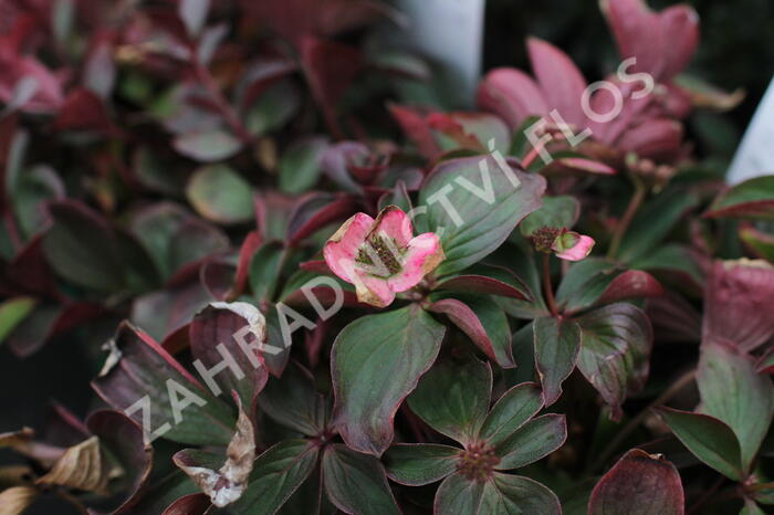 Dřín kanadský - Cornus canadensis