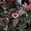 Dřín kanadský - Cornus canadensis