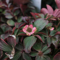 Dřín kanadský - Cornus canadensis