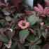 Cornus canadensis.JPG