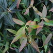 Leukothoe 'Burning Love' - Leucothoe keiskei 'Burning Love'