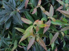 Leukothoe 'Burning Love' - Leucothoe keiskei 'Burning Love'
