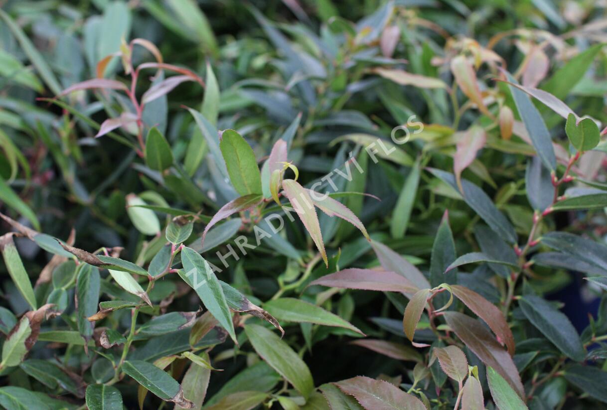 Leukothoe 'Burning Love' - Leucothoe keiskei 'Burning Love'