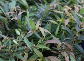 Leukothoe 'Burning Love' - Leucothoe keiskei 'Burning Love'