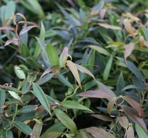 Leukothoe 'Burning Love' - Leucothoe keiskei 'Burning Love'