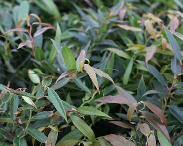 Leukothoe 'Burning Love'