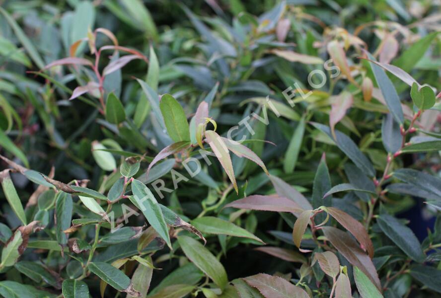 Leukothoe 'Burning Love' - Leucothoe keiskei 'Burning Love'