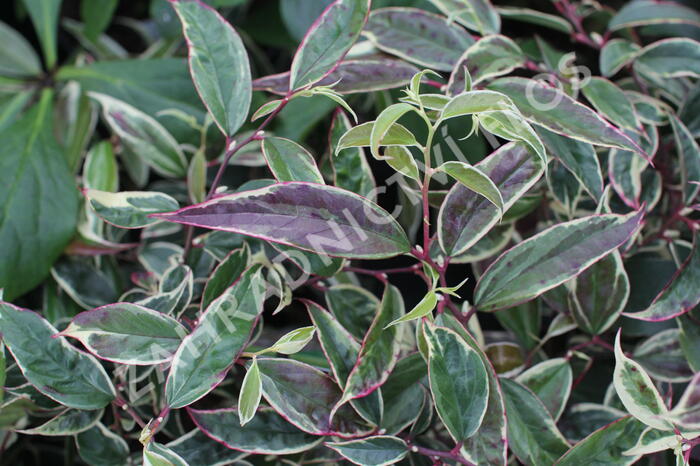 Leukothoe 'Whitewater' - Leucothoe fontanesiana 'Whitewater'