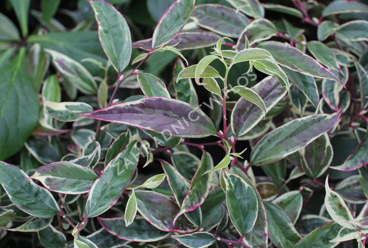 Leukothoe 'Whitewater' - Leucothoe fontanesiana 'Whitewater'