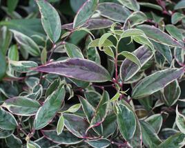 Leukothoe 'Whitewater'