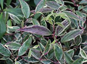 Leukothoe 'Whitewater' - Leucothoe fontanesiana 'Whitewater'