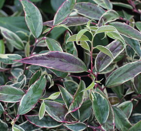 Leukothoe 'Whitewater' - Leucothoe fontanesiana 'Whitewater'