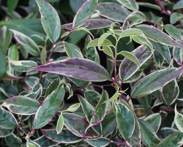 Leukothoe 'Whitewater'