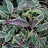 Leucothoe fontanesiana 'Whitewater'_02.JPG