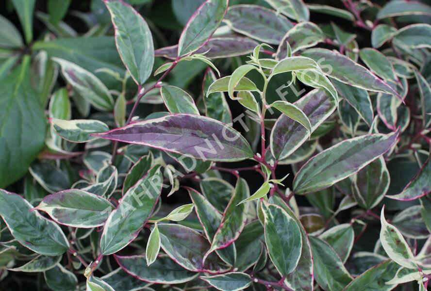 Leukothoe 'Whitewater' - Leucothoe fontanesiana 'Whitewater'