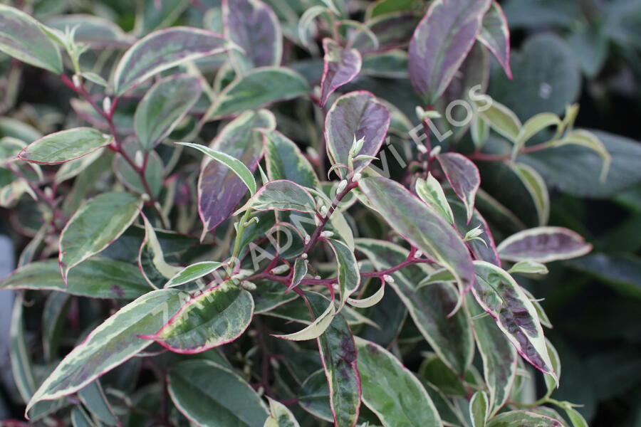 Leukothoe 'Whitewater' - Leucothoe fontanesiana 'Whitewater'