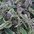Leukothoe 'Whitewater' - Leucothoe fontanesiana 'Whitewater'
