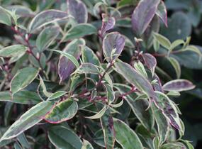 Leukothoe 'Whitewater' - Leucothoe fontanesiana 'Whitewater'