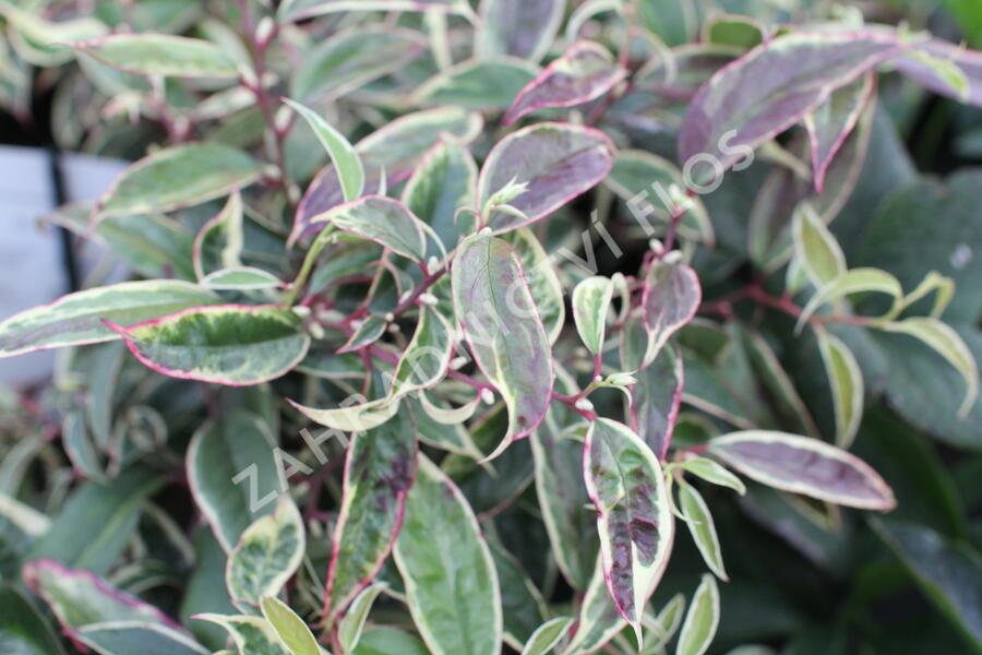 Leukothoe 'Whitewater' - Leucothoe fontanesiana 'Whitewater'