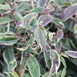 Leukothoe 'Whitewater' - Leucothoe fontanesiana 'Whitewater'