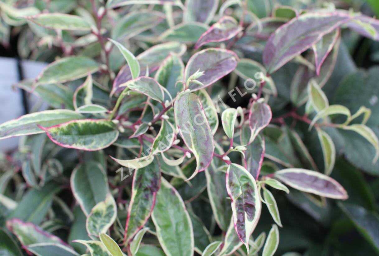 Leukothoe 'Whitewater' - Leucothoe fontanesiana 'Whitewater'