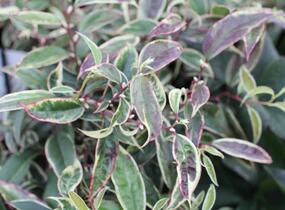 Leukothoe 'Whitewater' - Leucothoe fontanesiana 'Whitewater'
