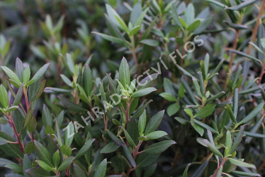 Pěnišník daurský 'April Rose' - Rhododendron dauricum 'April Rose'