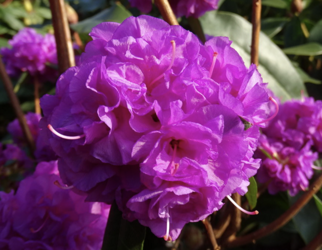 Pěnišník daurský 'April Rose' - Rhododendron dauricum 'April Rose'