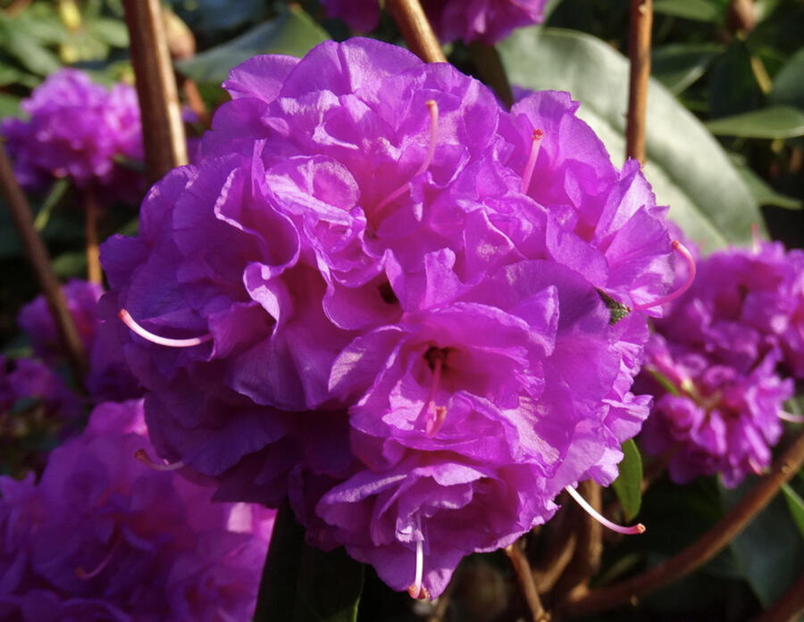 Pěnišník daurský 'April Rose' - Rhododendron dauricum 'April Rose'