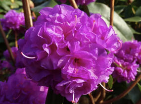 Pěnišník daurský 'April Rose' - Rhododendron dauricum 'April Rose'