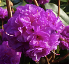 Pěnišník daurský 'April Rose' - Rhododendron dauricum 'April Rose'