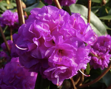 Pěnišník daurský 'April Rose'