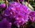 Pěnišník daurský 'April Rose'