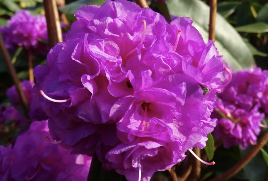 Pěnišník daurský 'April Rose' - Rhododendron dauricum 'April Rose'