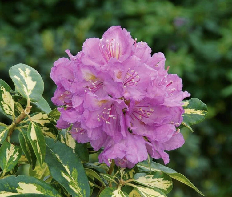Pěnišník 'Blattgold' - Rhododendron 'Blattgold'