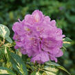 Pěnišník 'Blattgold' - Rhododendron 'Blattgold'