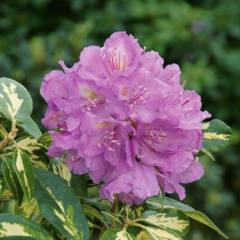 Pěnišník 'Blattgold' - Rhododendron 'Blattgold'