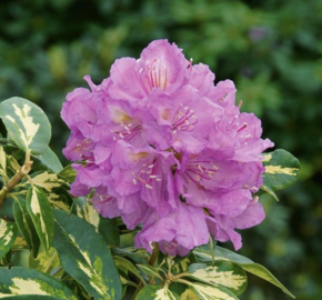 Pěnišník 'Blattgold' - Rhododendron 'Blattgold'