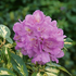 Rhododendron 'Blattgold' 2.png