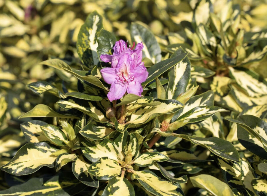 Pěnišník 'Blattgold' - Rhododendron 'Blattgold'